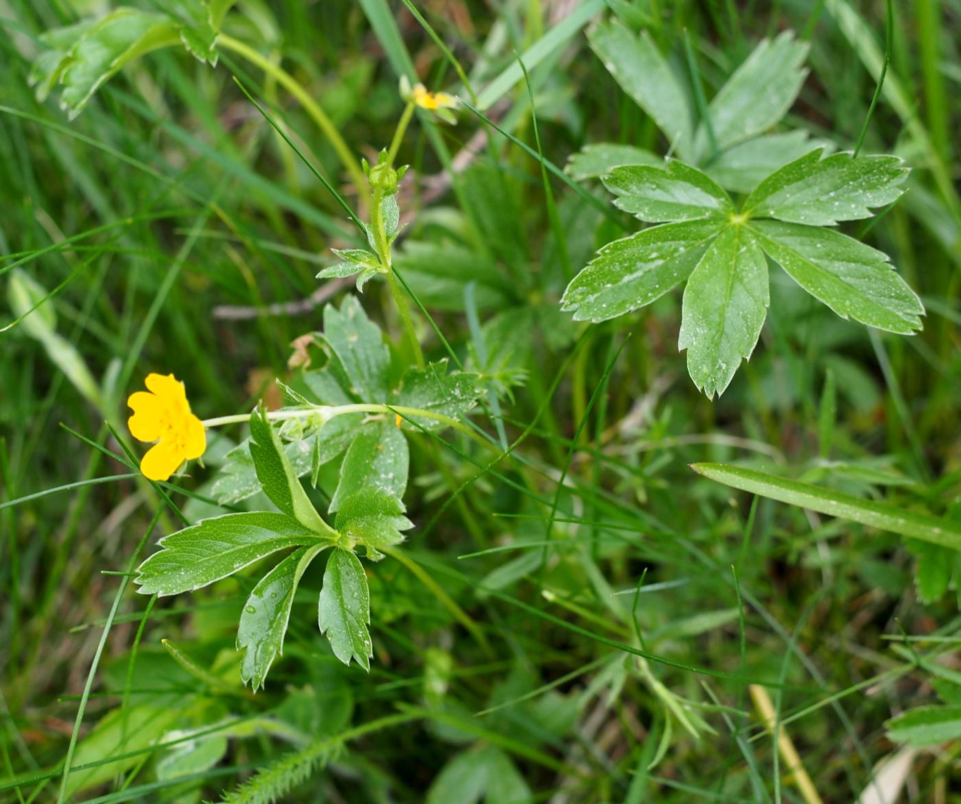 Cinquefoil, Golden plant